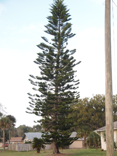 [A very tall tree with one center trunk extends up through the top of the image with the top of the tree missing (oops!). Branches extend horizontally at mostly right angles to the trunk. Extending upward from the branches are green leaves which appear to be more needles than leaves.]